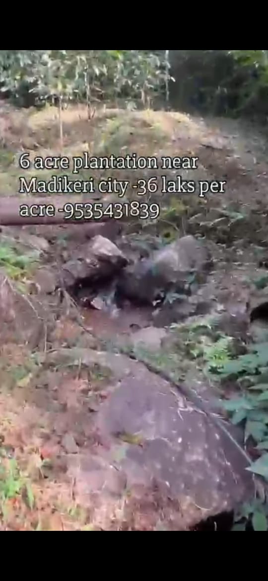 🆔 *property id 5178*  *Premium 6 Acre Coffee Estate for Sale – Near Madikeri City*